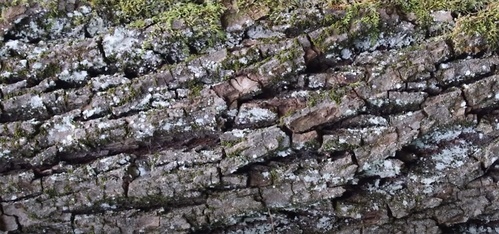 close up of bark