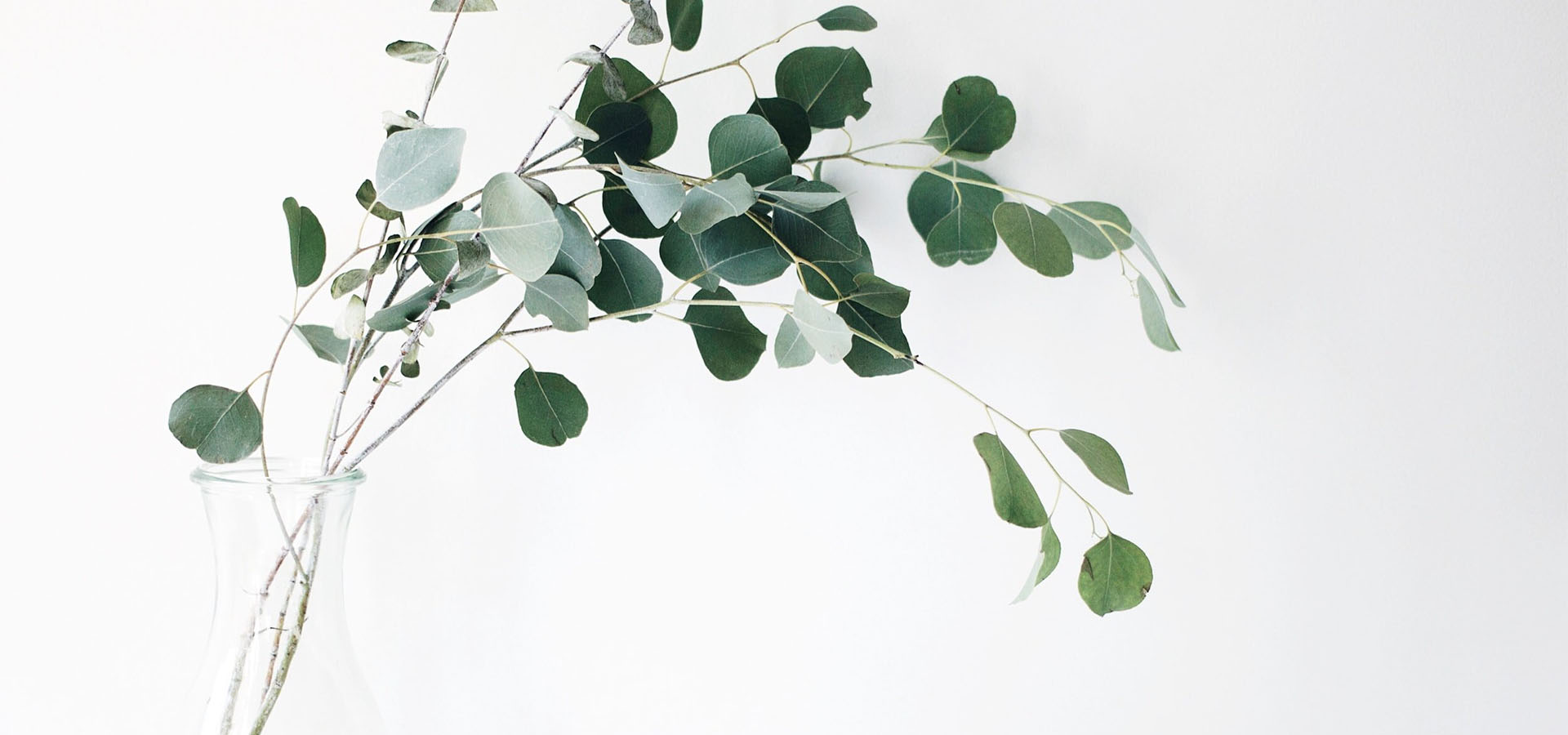 plant on white background