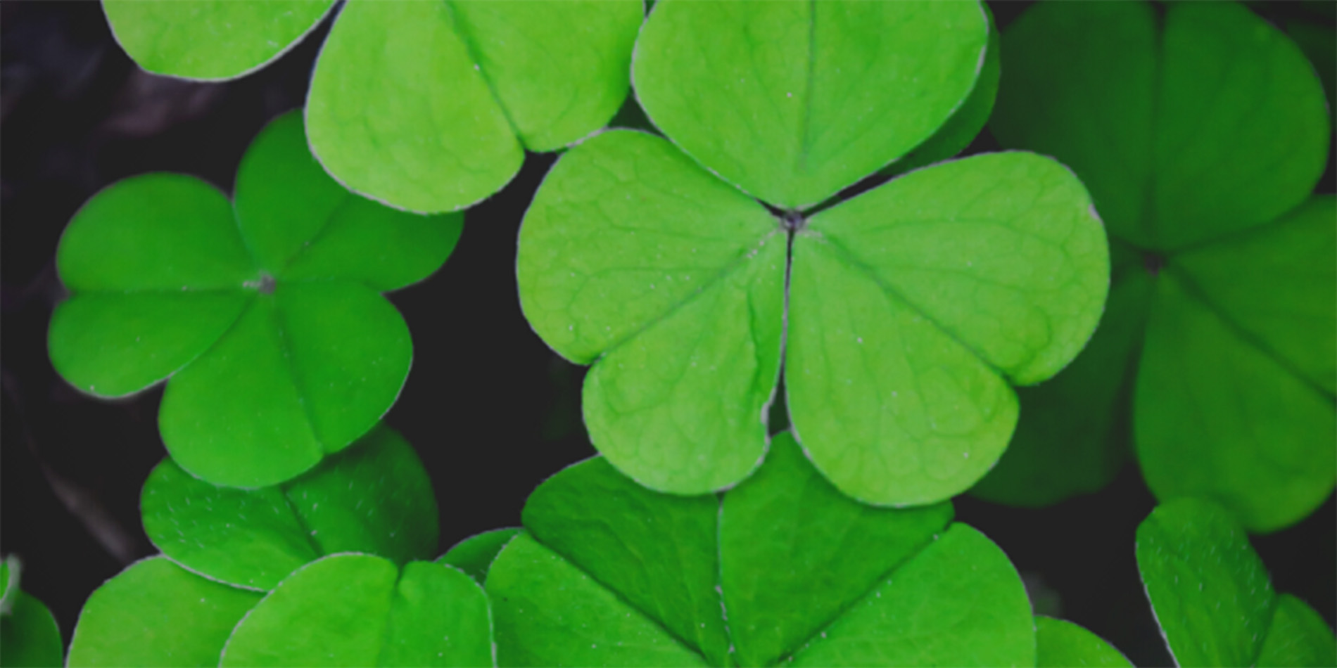 clovers