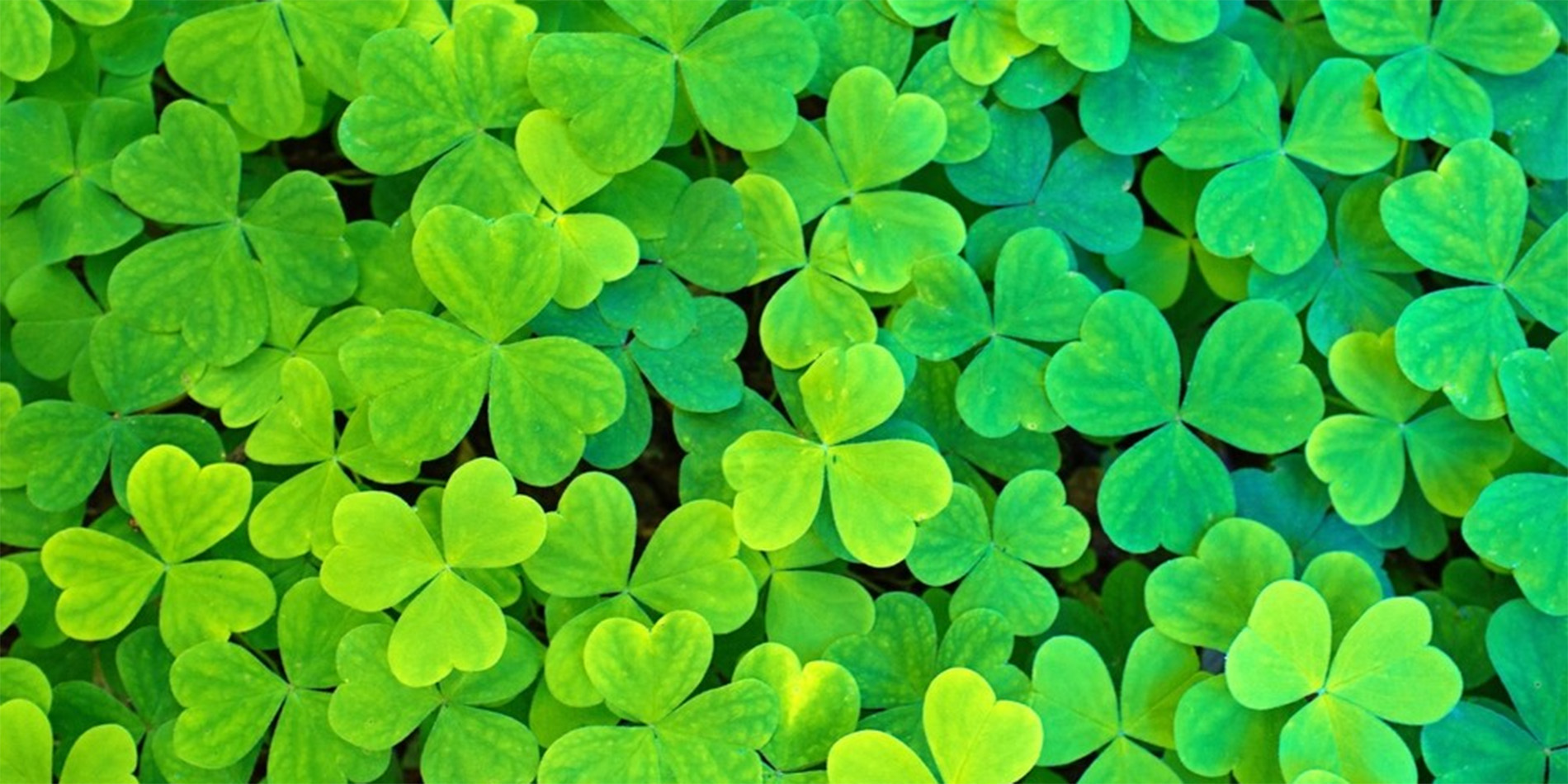 clovers