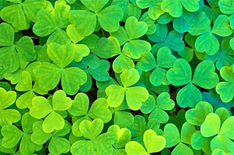 clovers