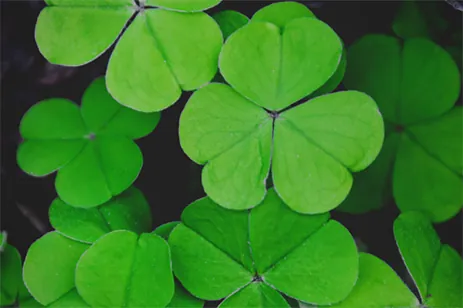 clovers